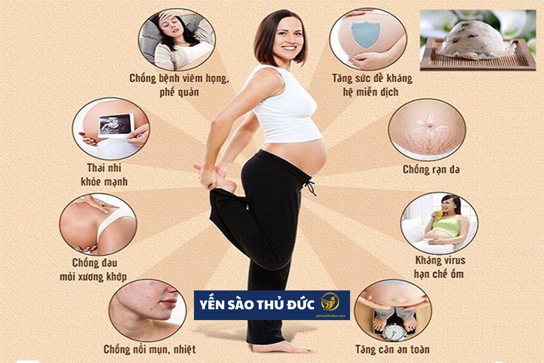 Tổ yến sào tinh chế nguyên chất loại 1 - 100 gram tặng táo đỏ đường phèn