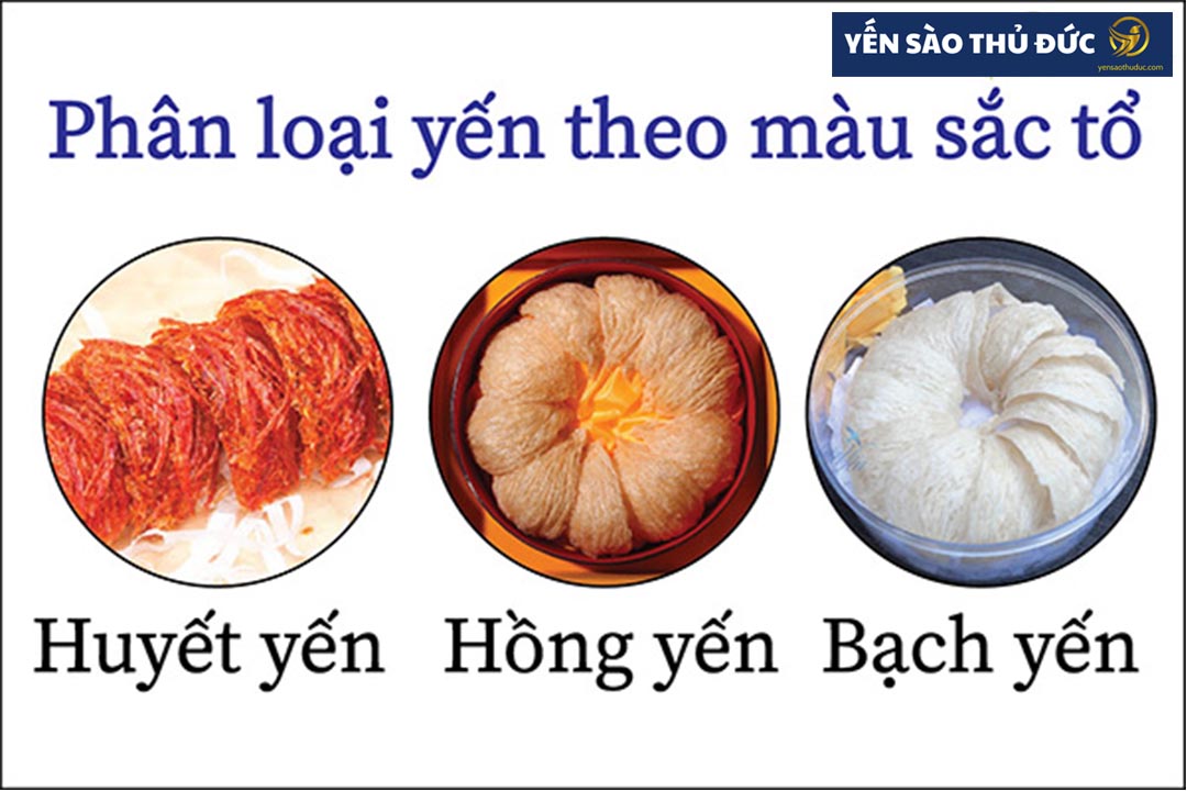 Các loại yến sào phân biệt theo màu sắc hiện nay có 3 loại chính: