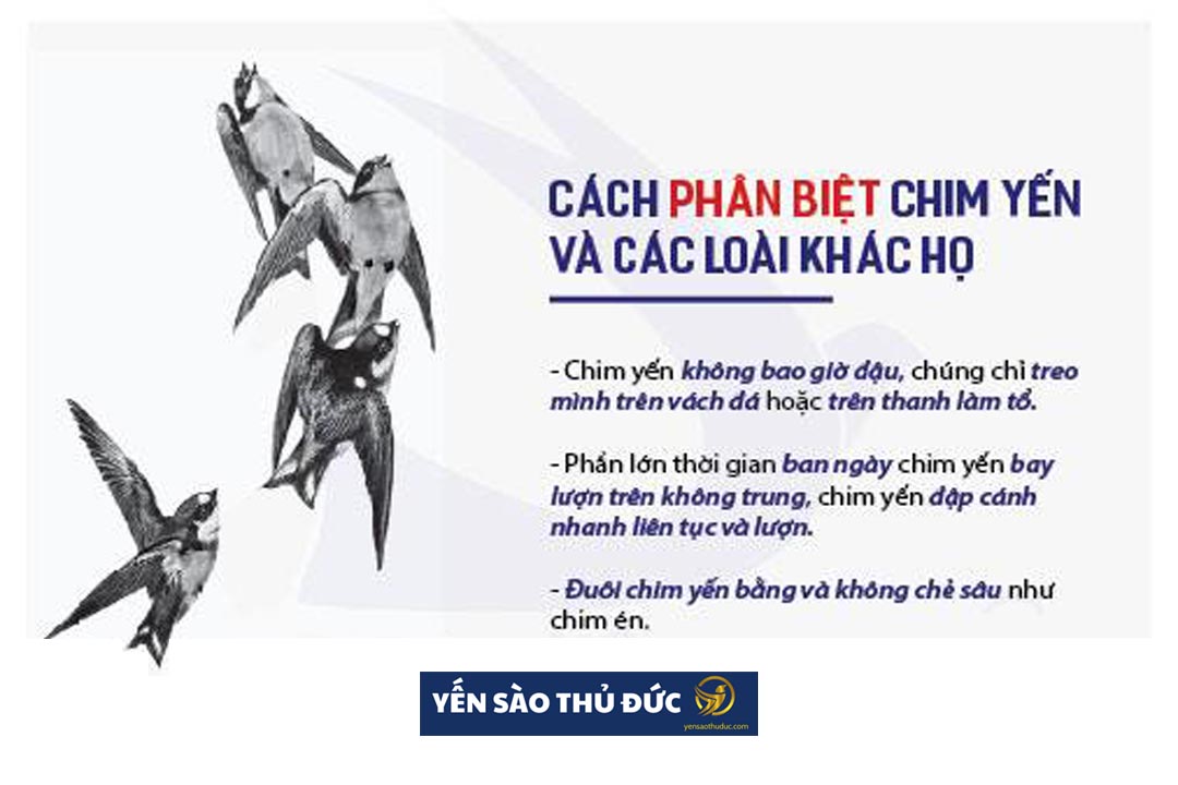 Cách phân biệt các loại chim yến