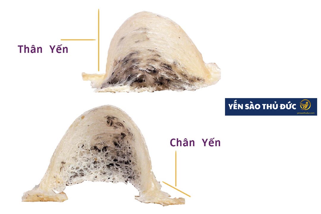 Chim yến làm tổ như thế nào? cấu tạo tổ yến bao gồm những phần nào?