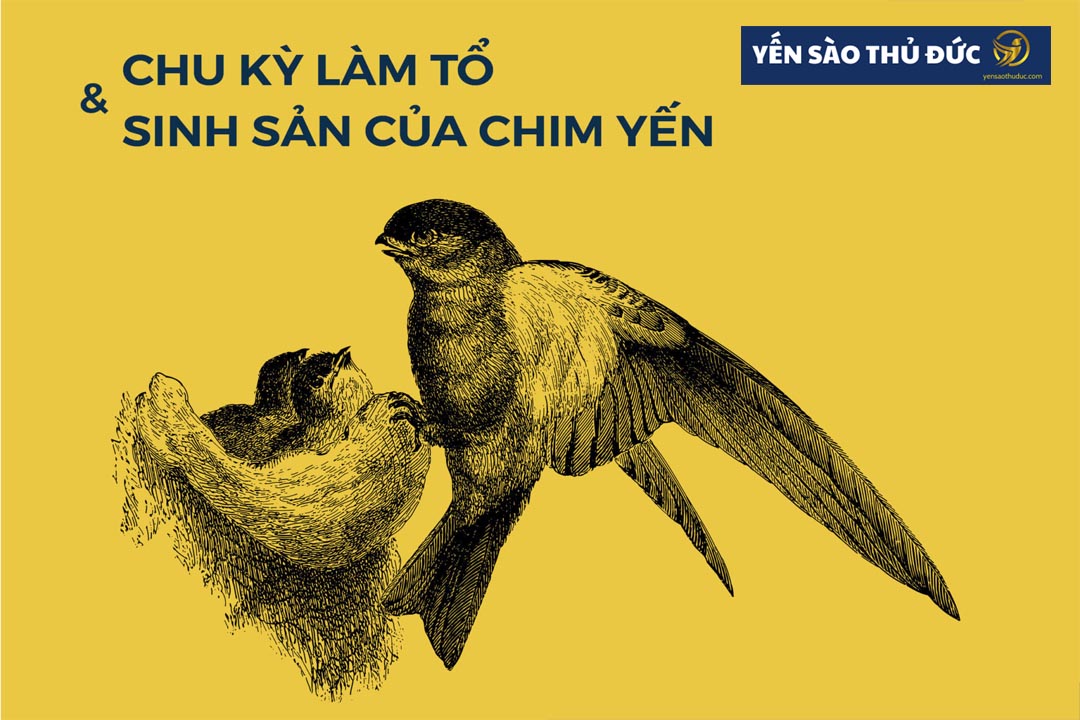 Chu kỳ và tập tính sinh sản của chim yến