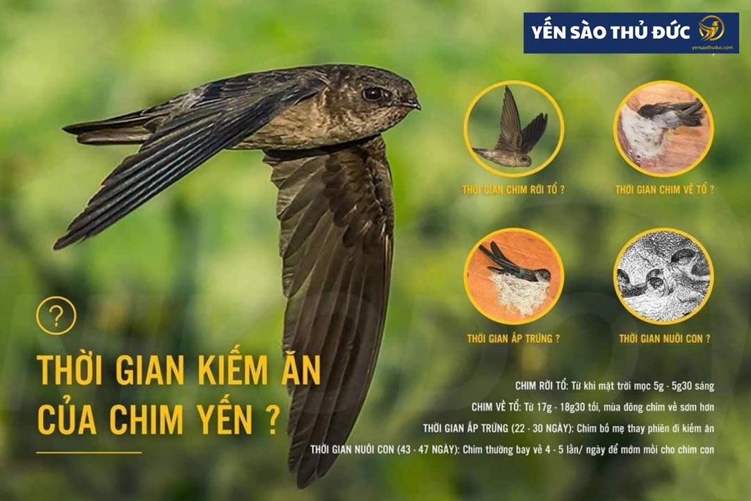 Những đặc tính cơ bản của chim yến