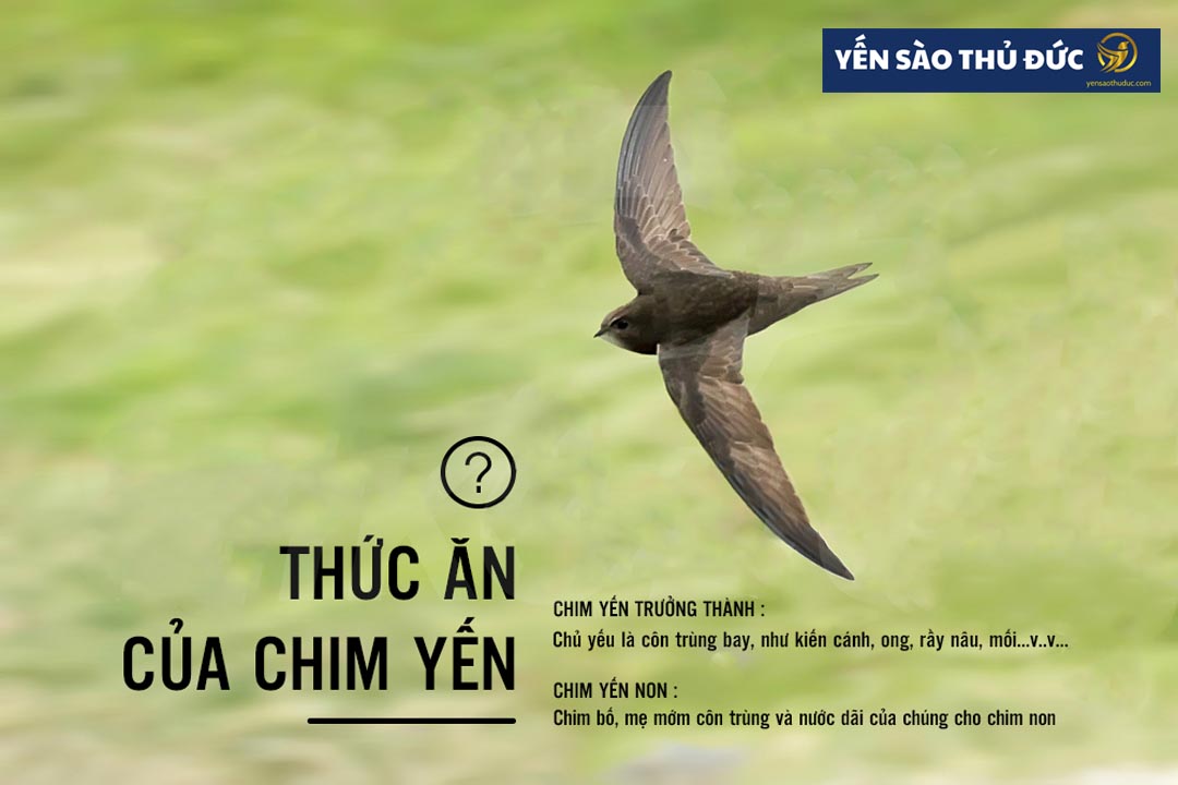 Thức ăn của chim yến là gì?