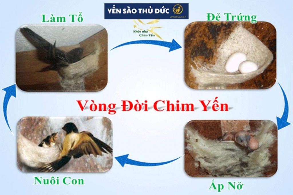 Vòng đời làm tổ, sinh sản của chim yến