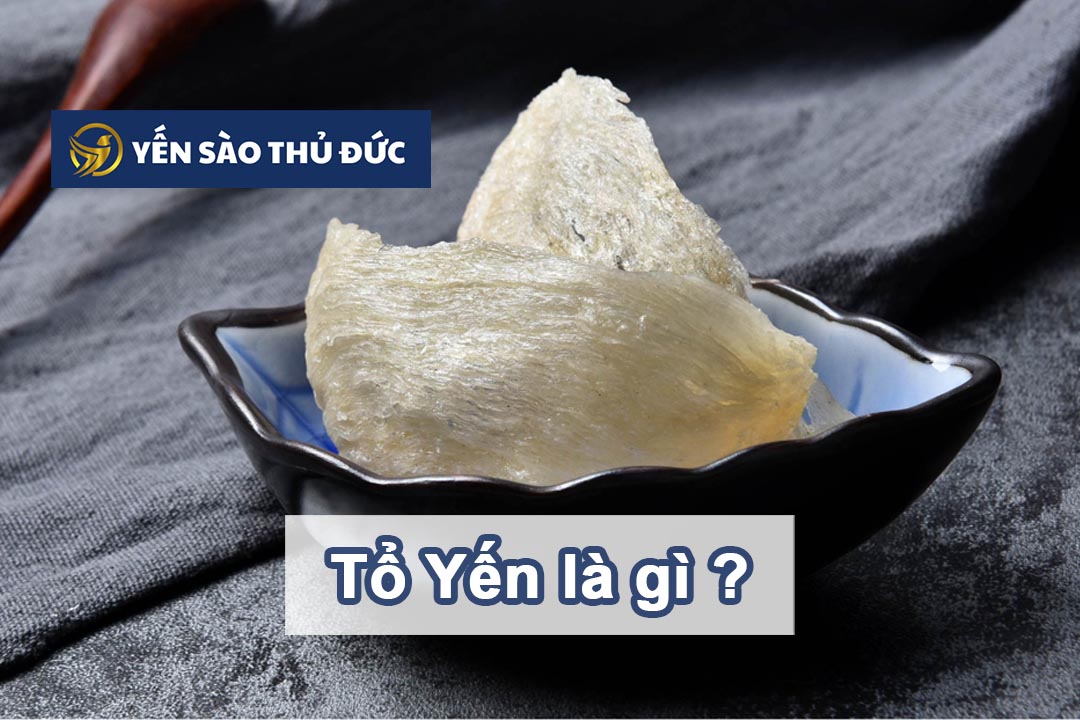 Tổ yến là gì? Tất tần tật về tác dụng và lợi ích của tổ yến