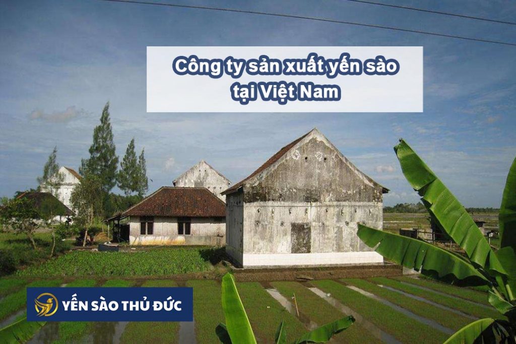 Nguồn gốc của tổ yến ở Việt Nam