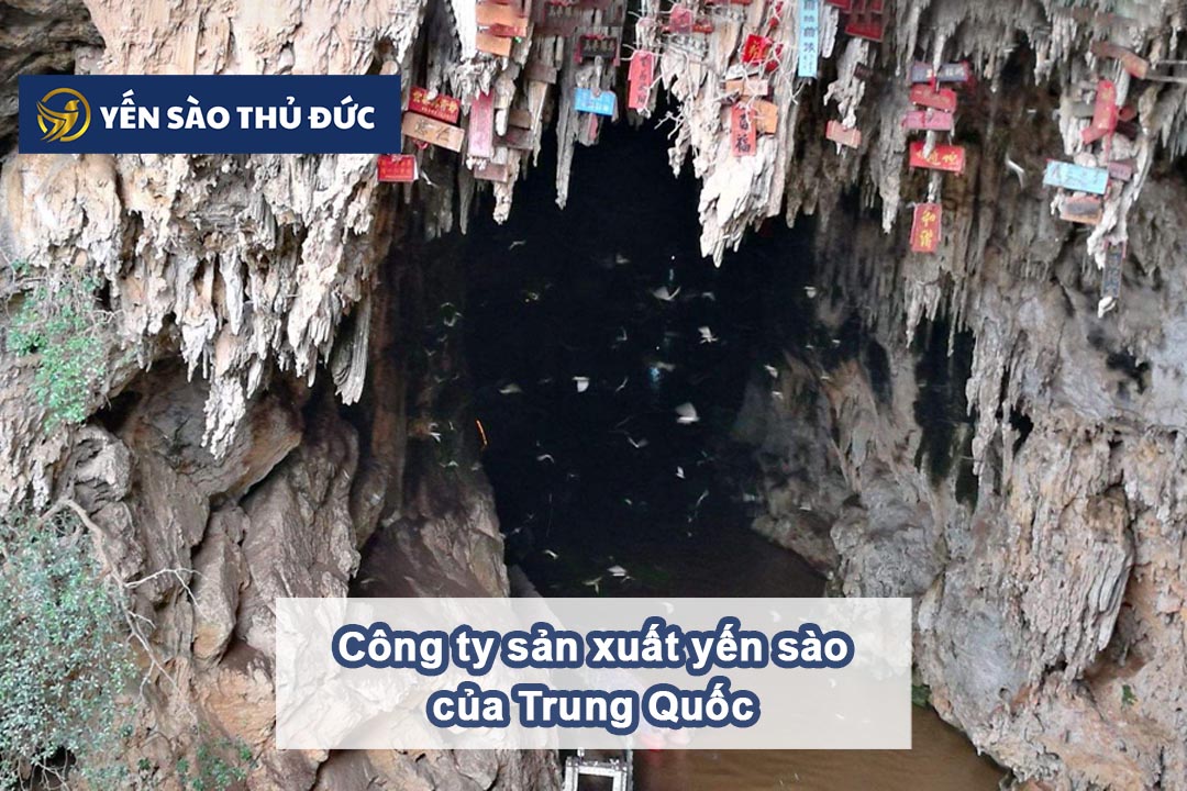 Công ty sản xuất yến sào của trung quốc nằm ở đâu