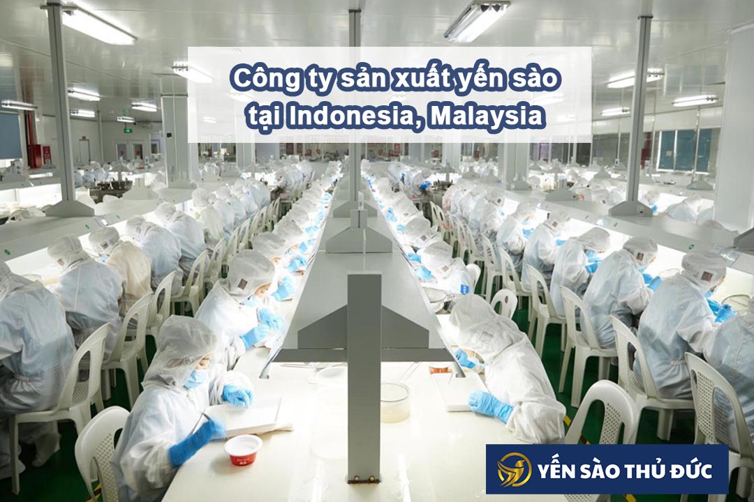 Công ty sản xuất yến sào tại Indonesia, Malaysia rất lớn