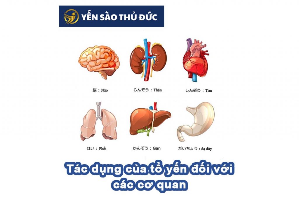 Tác dụng của tổ yến đối với các cơ quan