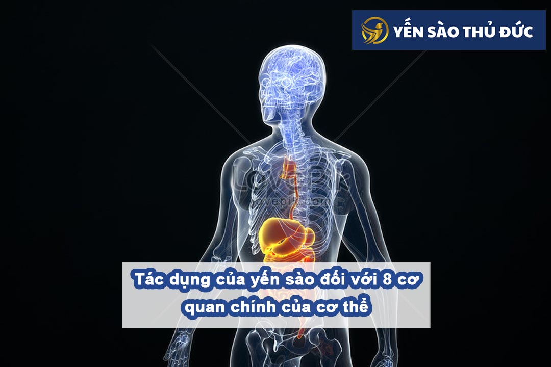 Tác dụng của yến sào đối với 8 cơ quan chính của cơ thể