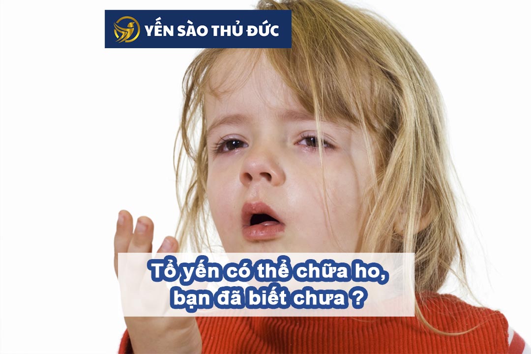 Tổ yến có thể chữa ho, bạn đã biết chưa?