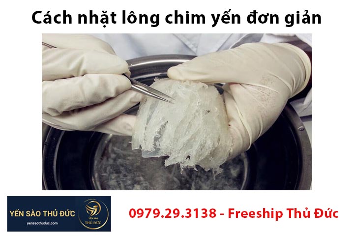 Cách nhặt lông chim yến đơn giản, nhanh chóng và sạch sẽ