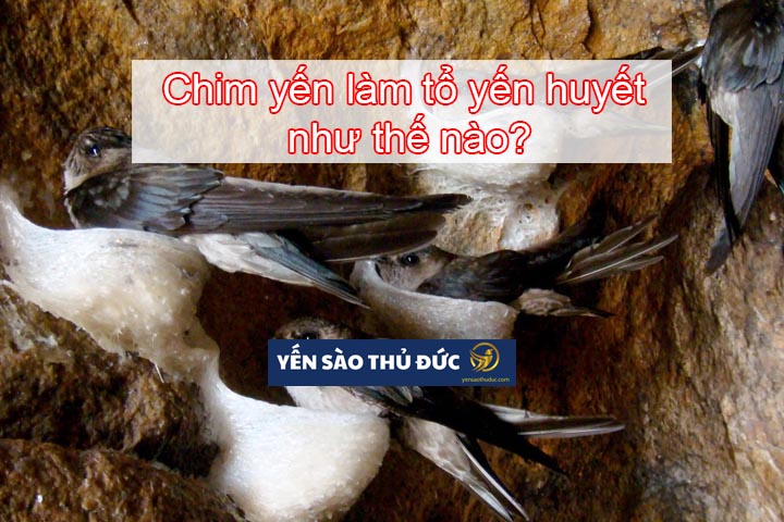 Bạn có biết chim yến làm tổ yến như thế nào không?