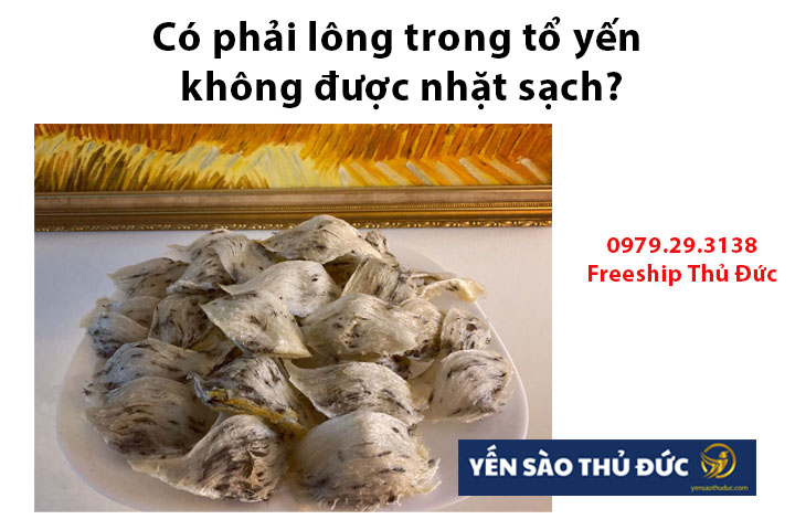 Có phải lông trong tổ yến không được nhặt sạch