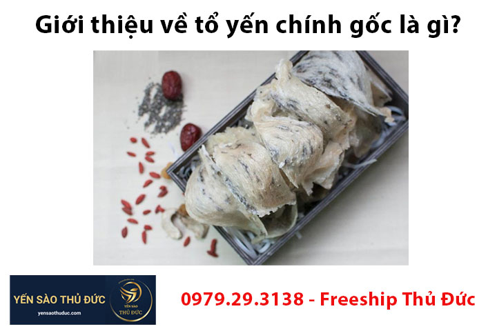 Giới thiệu về tổ yến chính gốc là gì?