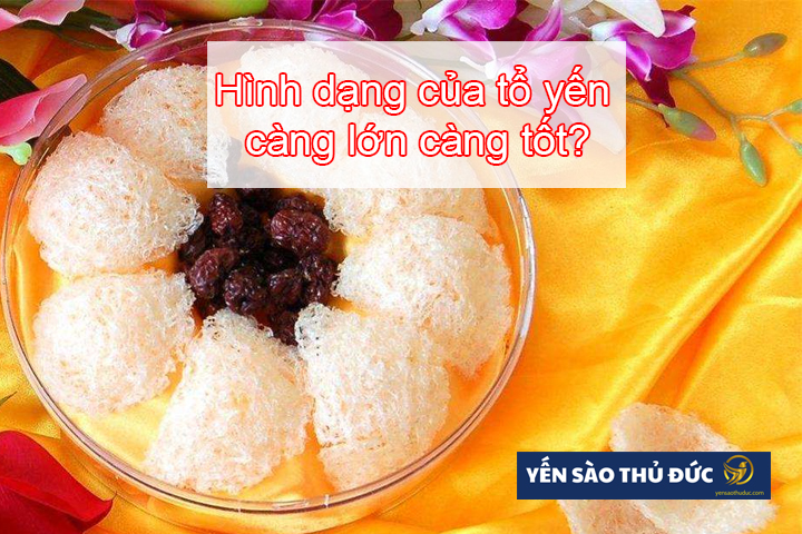 Hình dạng của tổ yến càng lớn càng tốt là đúng phải không?