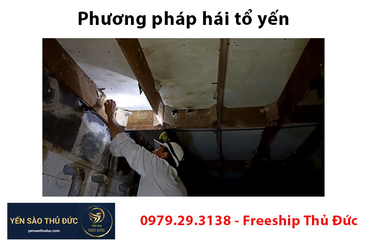 Phương pháp hái tổ yến