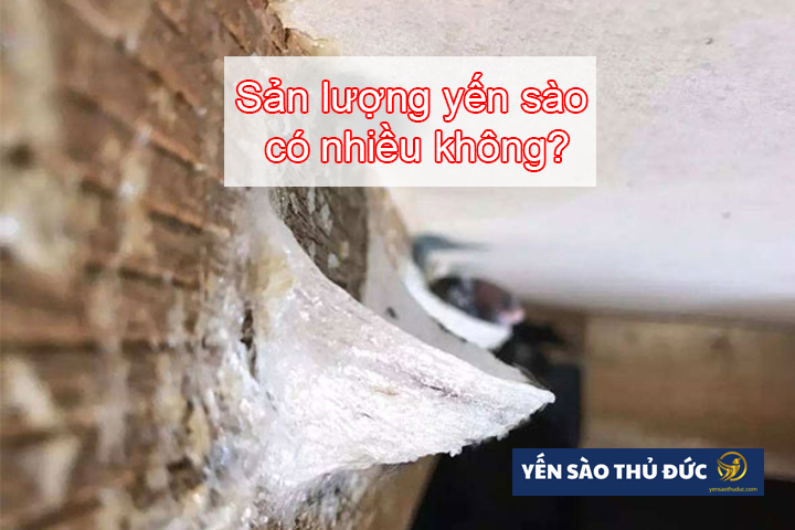 Theo bạn Sản lượng yến sào có nhiều không?