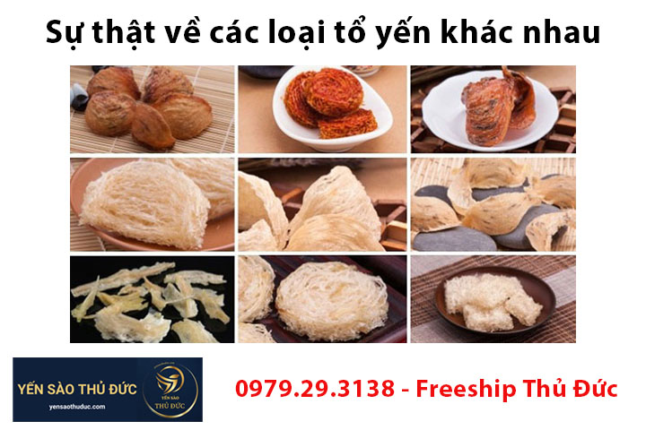 Sự thật về các loại tổ yến khác nhau