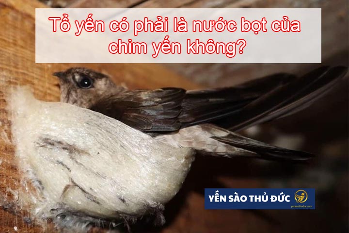 Tổ yến có phải là nước bọt của chim yến không?