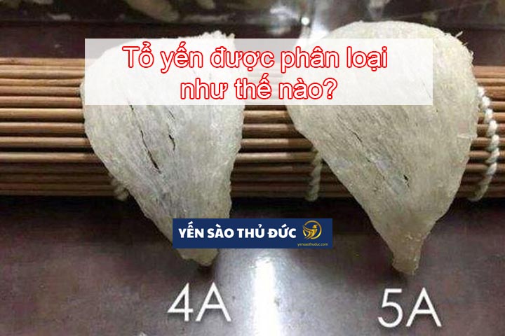 Tổ yến được phân loại như thế nào?