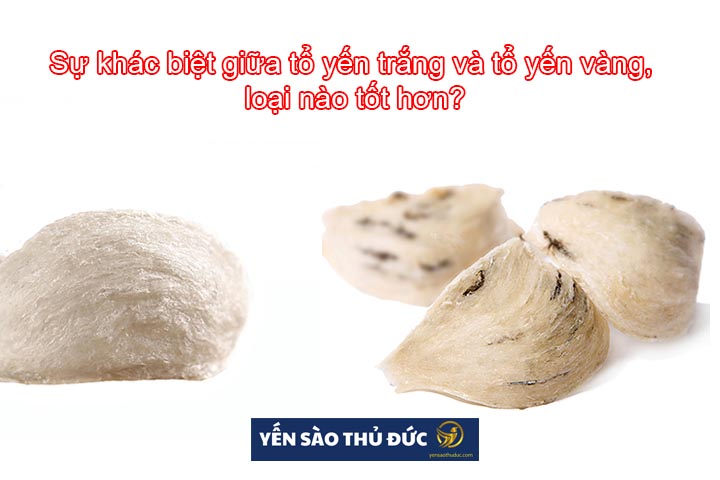 Sự khác biệt giữa tổ yến trắng và tổ yến vàng, loại nào tốt hơn?