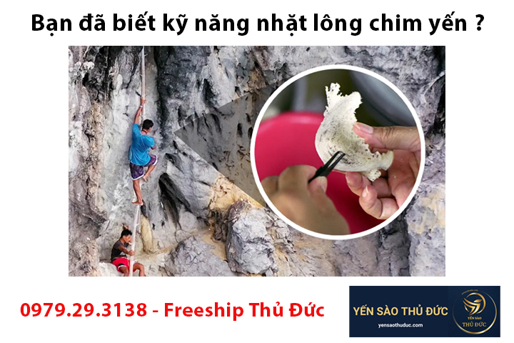 Bạn đã biết kỹ năng nhặt lông chim yến nhanh nhất chưa