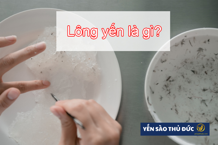 Lông yến là gì?