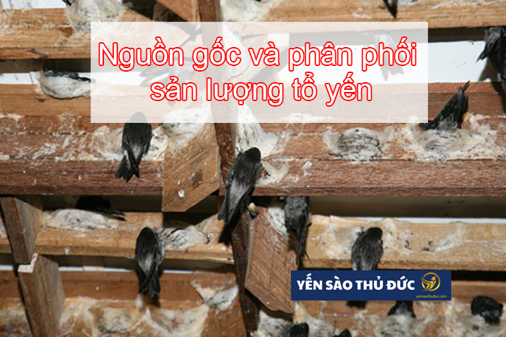 Nguồn gốc và phân phối sản lượng tổ yến