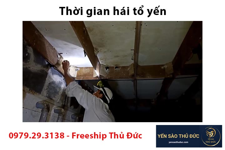 Thời gian hái tổ yến