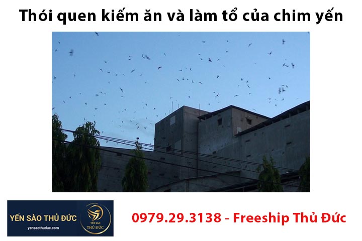 Thói quen kiếm ăn và làm tổ của chim yến