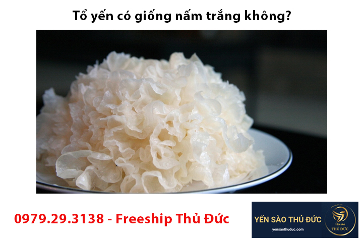 Tổ yến có giống nấm trắng không?