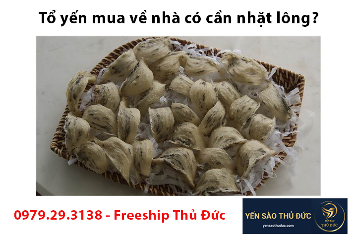 Tổ yến mua về nhà có cần nhặt lông?