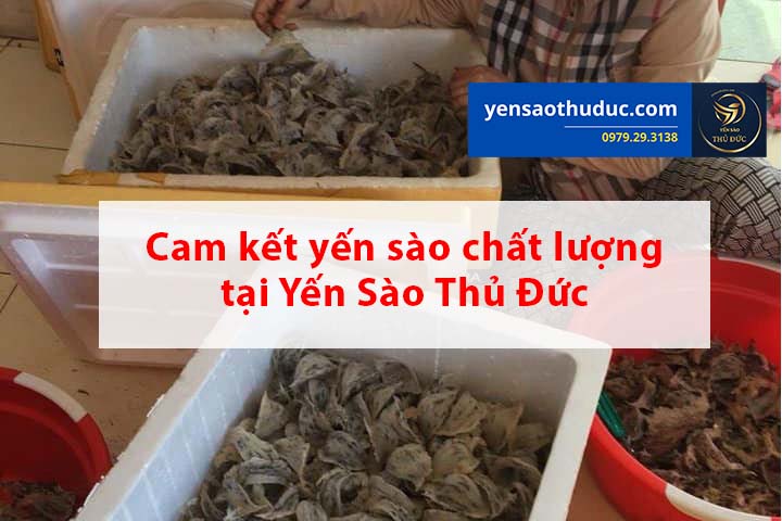 Cam kết yến sào chất lượng tại Yến sào Thủ Đức