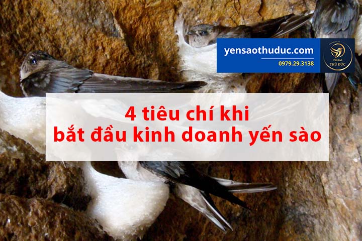 4 Tiêu chí khi kinh doanh yến sào mà người mới cần nắm rõ